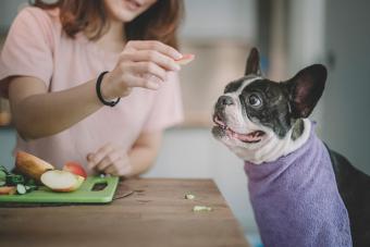 woman giving french bulldog apples