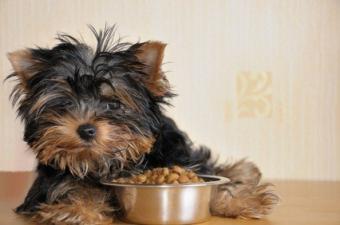 How Can I Add Fiber To My Dogs Diet