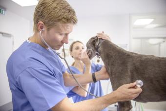 Vets examining greyhound with stethoscope