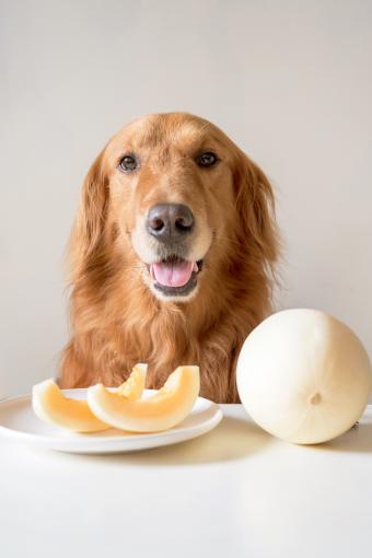 Golden retriever sitting at table with melon