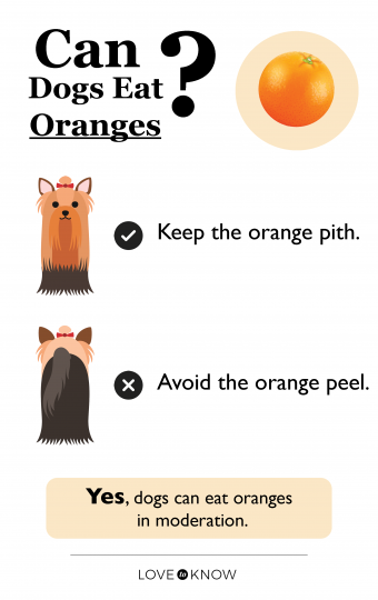 Can dogs eat oranges infographic