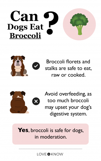 Can dogs eat broccoli infographic