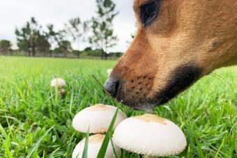 Dog smelling a mushroom