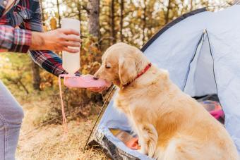  golden retriever drinking water