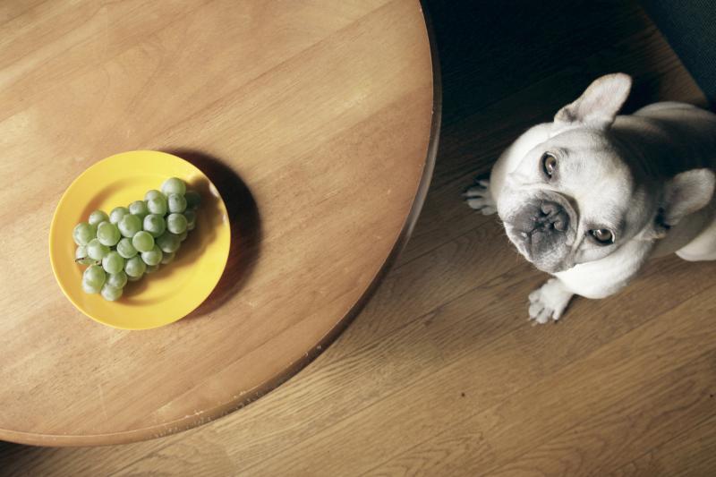 Can Dogs Eat Grapes Without Any Negative Impacts? LoveToKnow Pets