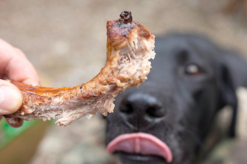 Can Dogs Eat Rib Bones? To Chew or Not to Chew LoveToKnow Pets