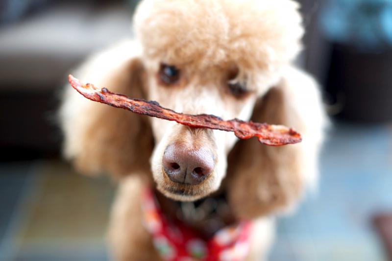 Can Dogs Eat Bacon? Feeding Meats to Your Pup LoveToKnow Pets