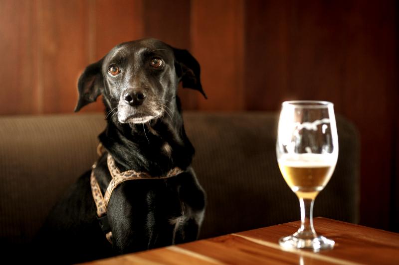 Can Dogs Drink Beer? Keep This Beverage for the Adults LoveToKnow Pets