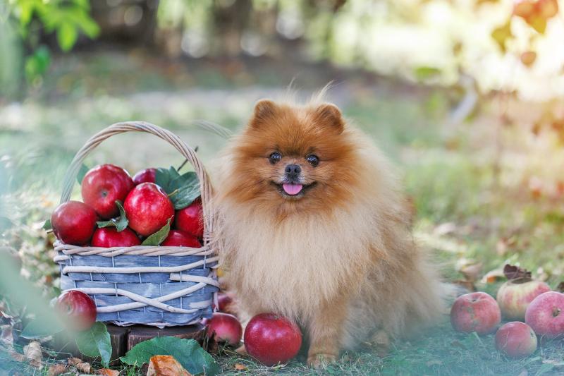 Can Dogs Have Apples? Or Should They Refrain From These Fruits