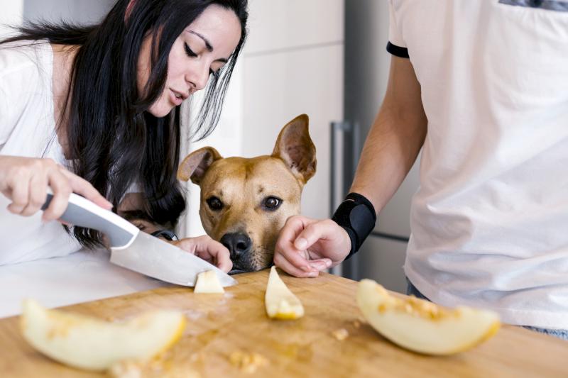 Do Bananas Help Dogs Poop