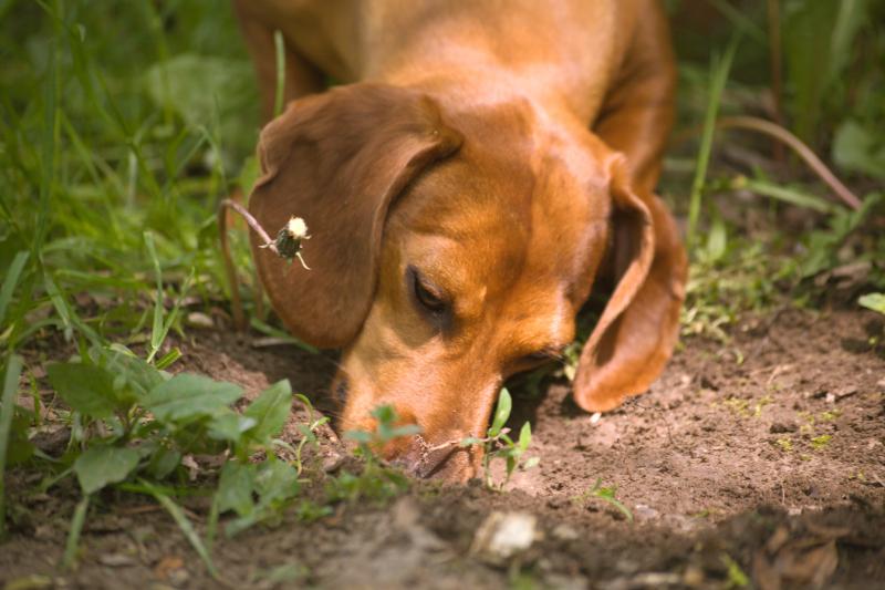 Here's Why Your Dog Is Eating Dirt and How to Stop It LoveToKnow Pets