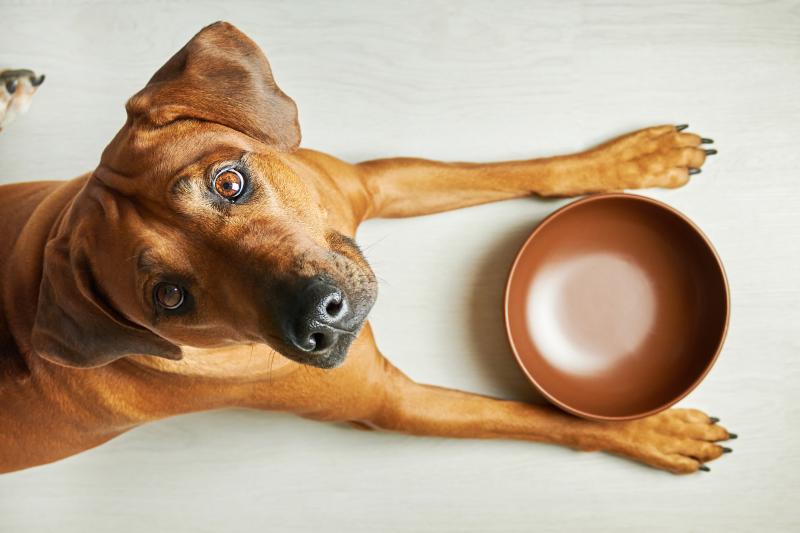 Why Does My Dog Always Act Hungry? Causes and When to Worry ...