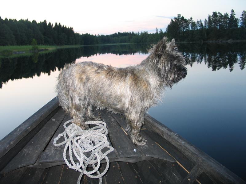 Cairn Terrier Pictures LoveToKnow Pets cairn-terrier-pictures-lovetoknow-pets