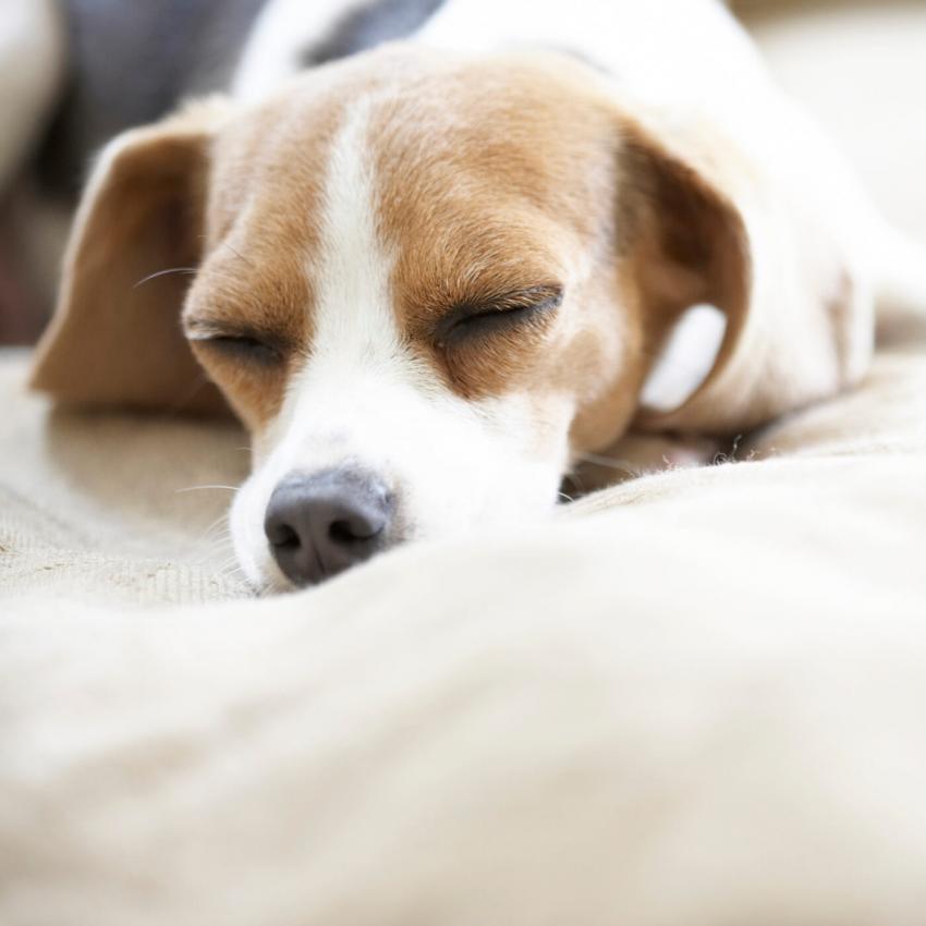 14 Pics of Mini Beagles That Are Just What the “Dogtor” Ordered LoveToKnow Pets