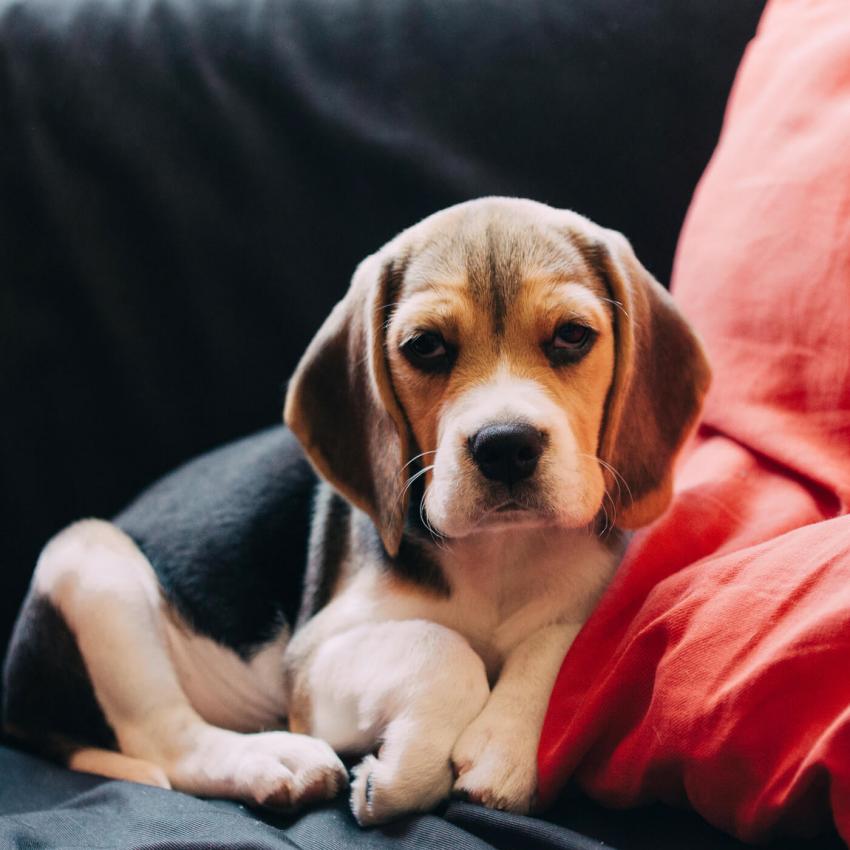 14 Pics of Mini Beagles That Are Just What the “Dogtor” Ordered LoveToKnow Pets