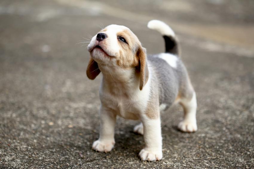14 Pics of Mini Beagles That Are Just What the “Dogtor” Ordered LoveToKnow Pets