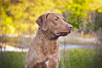 A beautiful Chesapeake Bay Retriever sitting in a field with beautiful fall foliage