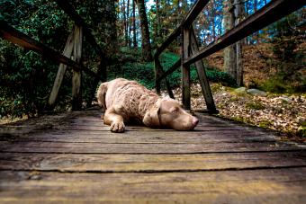 Retriever Laying on a Bridge