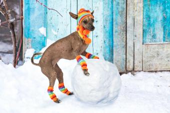 Xoloitzcuintli dog rolls a snowball 