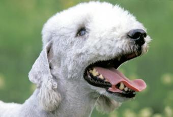 Bedlington Terrier, Portrait of Adult