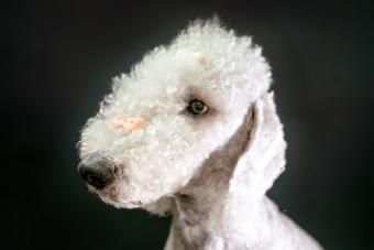 Training Bedlington Terrier with treats