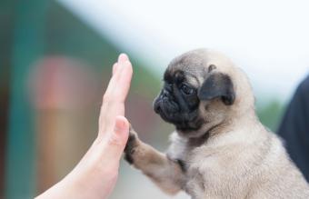 Pug puppy give me five