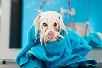 Wet Bolognese dog wrapped in a blue towel