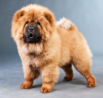 Red chow-chow