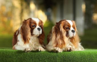 Cavalier king charles spaniels