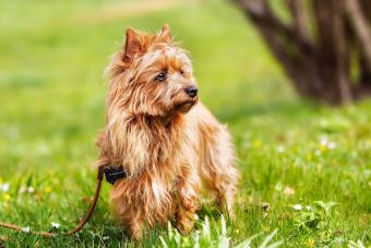 Australian Terrier dog