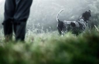 Blue tick coonhound