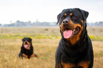 Rottweilers On Field Against Sky