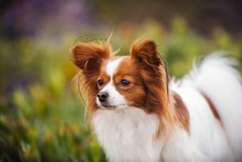 Papillon Dog Looking Away