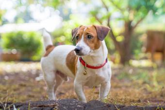 Jack Russell Terrier playing on the backyard 