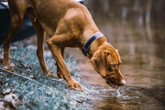 Rhodesian ridgeback drinking water in a lake