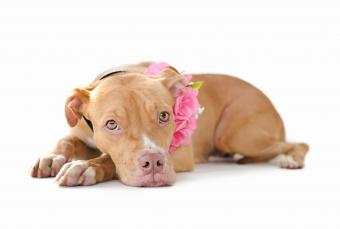 Red Pit Bull puppy with a flower collar