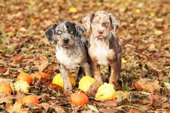 Catahoula puppy