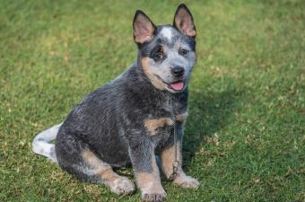 Blue Heeler puppy