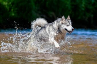 Alaskan Malamute in knee deep water 