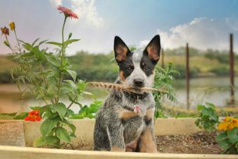 Australian Cattle Dog posing