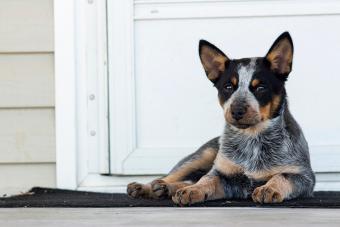 Black Blue Heeler Puppy