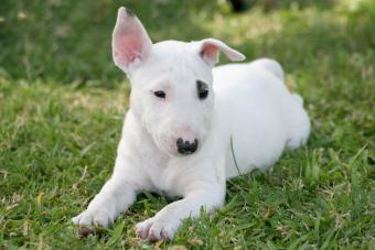 Bull Terrier Puppy