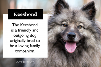 Gray dog Keeshond