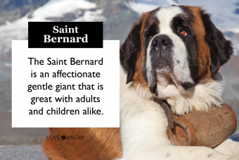 Big Saint Bernard laying on the ground