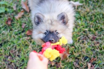 Playful Keeshond Puppy