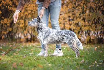 Australian Cattle Dog, aka Blue Heeler