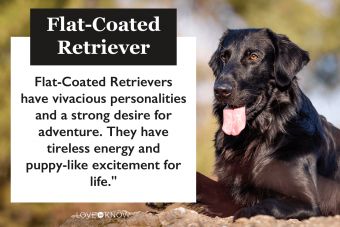 Flat coated retriever infographic