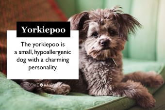 Yorkiepoo Breed Card