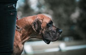 what is the best family guard dog