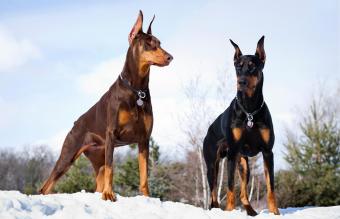 are dobermans the best guard dogs